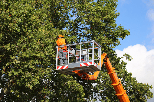Tree Trimming Aerial Lifts